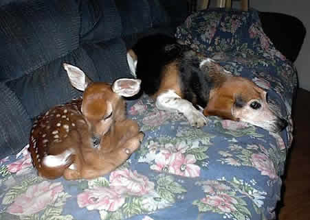 fawn_dog1.jpg