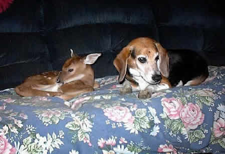 fawn_dog2.jpg